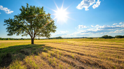 lone tree stands in sunlit field under bright blue sky with clouds
