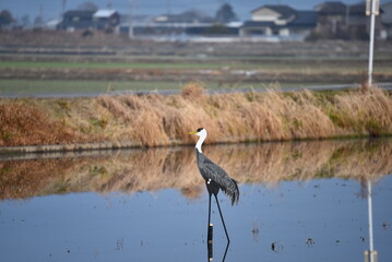 田んぼに立てたタンチョウのオブジェクト