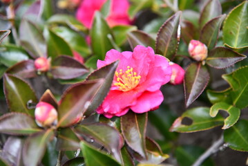 公園で見つけたきれいな椿の花