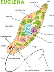 illustration of euglena diagram