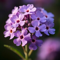 バーベナは夏に咲く花で枝先に薄い紫色の小花が集まっている