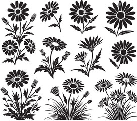 Black Color Daisies Silhouette Vector Illustration, Solid White Background. minimal vector design
