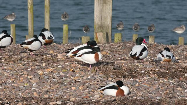 Common Shelduck, Tadorna tadorna - Birds in the environment during winter migration