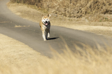 散歩をする愛らしい犬