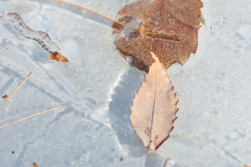 凍りついた落ち葉