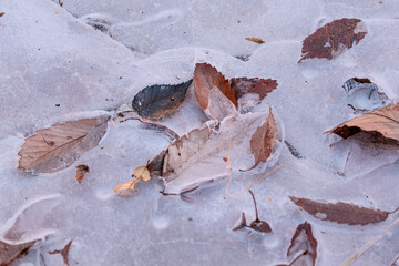 凍りついた落ち葉