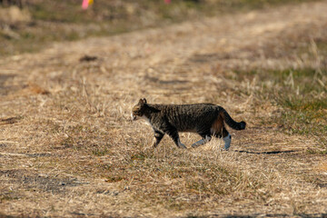 野鼠を加えた猫