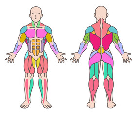 筋肉の色分け、人体図全身、前面と後面