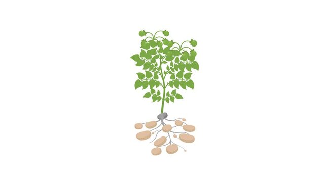 Growing Potato Bush - Time Lapse Animation footage