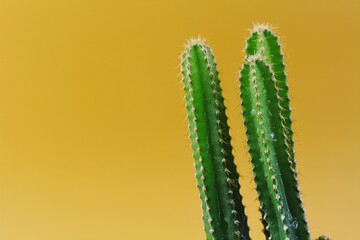 Cactus, succulent, tropical plant on background