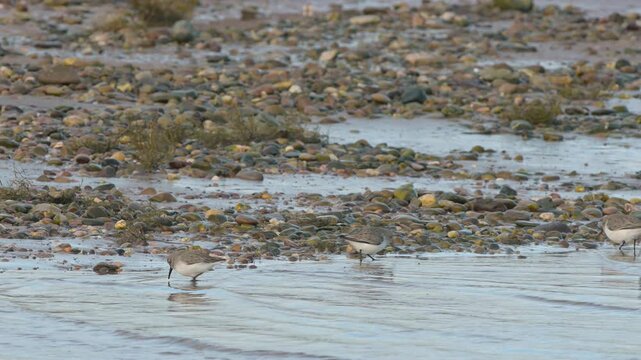 Dunlin, Calidris alpina, birds on marshes at low tde