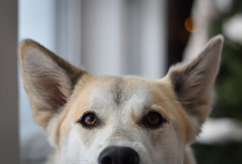 Obraz premium close up of a dog ears