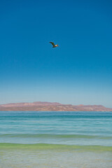 Pelicano en Playa Tecolote