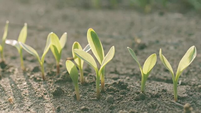 Growing young green shoots in a natural environment under the sun