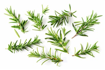 Fototapeta premium Set of fresh rosemary isolated on white background