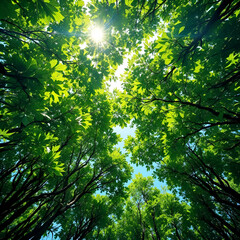 A view looking up through a dense forest canopy, with sunlight filtering through the leaves