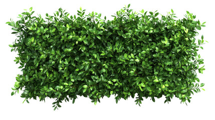 Naklejka premium A green hedge with leaves is shown on a white background