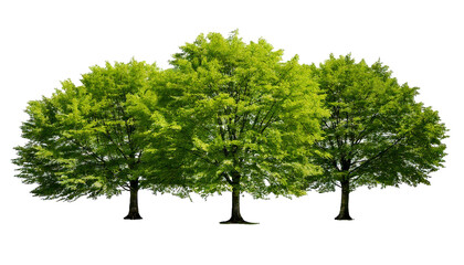 Obraz premium Tree isolated on transparent background with clipping path. Generated Image