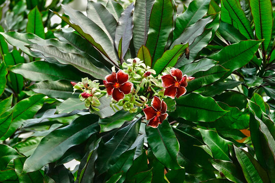 케르베라오돌람,Cerbera odollam,꽃,잎,서울식물원,마곡동,강서구,서울