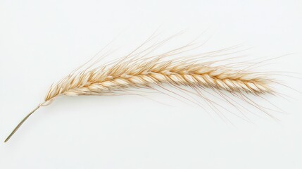 Corn ear isolated on white background, full depth of field