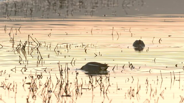Eurasian Teal, Anas crecca, birds on winter Marshes