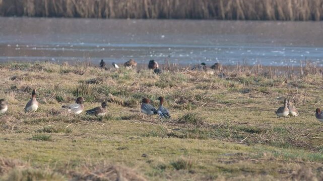 Eurasian Wigeon, Mareca penelope, birds on winter Marshes