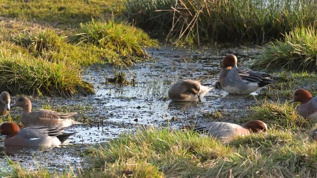 Eurasian Wigeon, Mareca penelope, birds on winter Marshes