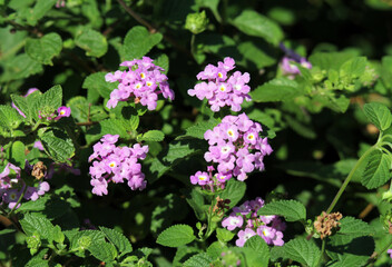 Obraz premium Purple lantana flowers on a plant in a garden