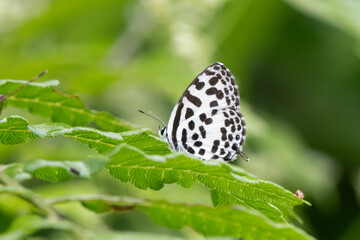 Castalius rosimon or the common Pierrot butterfy at Dehing Patkai in Assam India