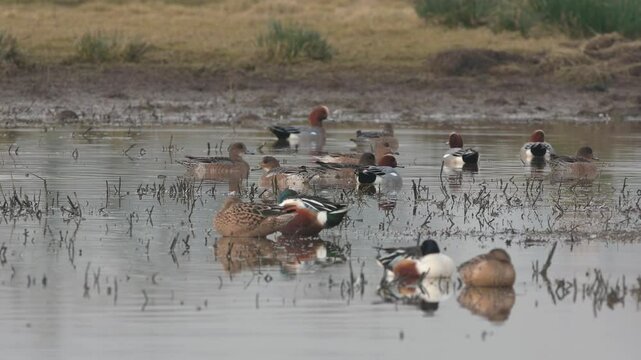 Eurasian Wigeon, Mareca penelope, birds on winter Marshes