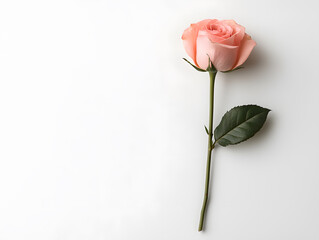 Obraz premium Elegant pink rose flower on white background nature still life soft aesthetic calm environment