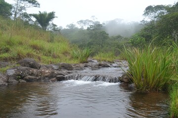 Peaceful River Scene with Lush Green Vegetation and Misty Forest Background in a Hidden Tropical Landscape