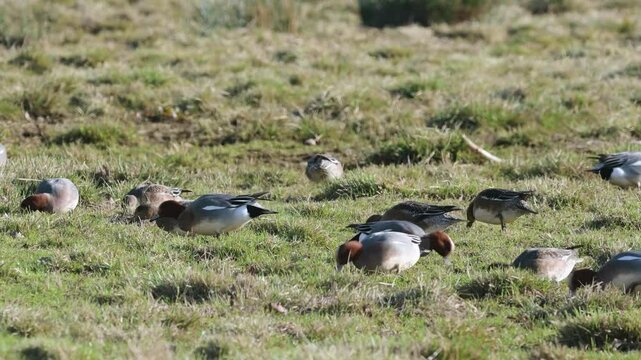 Eurasian Wigeon, Mareca penelope, birds on winter Marshes