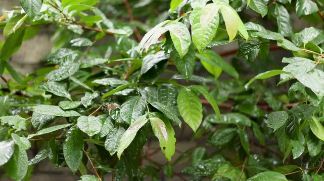 Tilt shooting of Indonesian bay leaf or salam leaf (Syzygium polyanthum) as a food flavouring in rainy weather