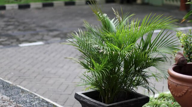 Areca palm (Dypsis lutescens) planted in a pot as a room decoration
