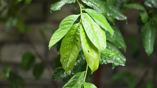 Indonesian bay leaf or salam leaf (Syzygium polyanthum) as a food flavouring in rainy weather