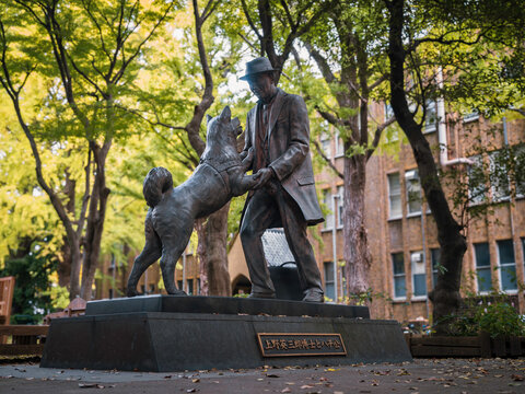Hachiko statue Tokyo Japan Memorial in Tokyo university Japan travel : Tokyo, Japan- Nov 20, 2024 