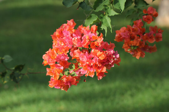 Orange flowers on a bougainvillea plant in a tropical garden