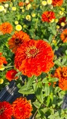Zinnias are blooming beautifully amidst nature. Zinnia flowers in a variety of beautiful colors.