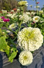 Zinnias are blooming beautifully amidst nature. Zinnia flowers in a variety of beautiful colors.