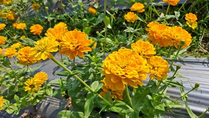 Zinnias are blooming beautifully amidst nature. Zinnia flowers in a variety of beautiful colors.