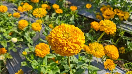 Zinnias are blooming beautifully amidst nature. Zinnia flowers in a variety of beautiful colors.