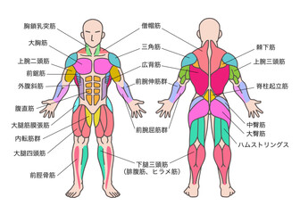 筋肉の色分け、人体図全身、前面と後面、名称説明あり