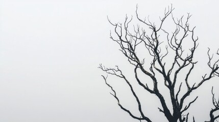 Fototapeta premium Branches of a bare tree reach out in a desolate setting with a cloudy sky, evoking a serene but stark winter atmosphere