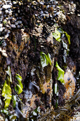 Seaweed Shell Fish And Barnacles Clinging To Rock At Low Tide