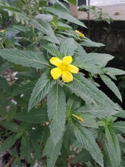 Damiana or Turnera diffusa can be used as herbal medicine.