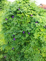 Clitoria ternatea atau butterfly pea memiliki bentuk kembang yang unik.