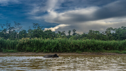 An endemic Borneo pygmy elephant roams the river. Above the water, the back, head, and tip of the trunk. Thickets of tall green grass, rain forest trees on the shore. Blue sky, clouds. Malaysia.