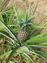 Fototapeta premium Pineapple plant with the Latin name Ananas Comosus.