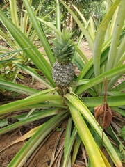 Pineapple plant with the Latin name Ananas Comosus.